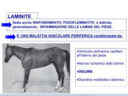 Laminite - maniscalco