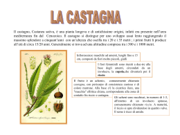 castagne - "A. Casagrande" "F. Cesi" di Terni