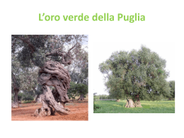 Mostra produzione olio d`oliva - comunicazione ambientale e