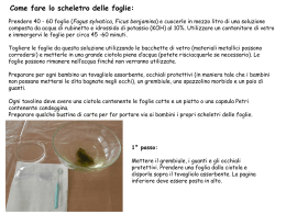 scheletro delle foglie