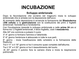 Incubazione uova