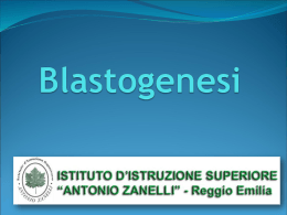 Blastogenesi