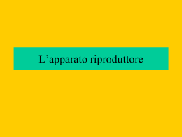 L`apparato riproduttore