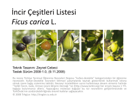İncir &Ccedil;eşitleri Ficus carica L.
