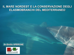 La presentazione - Mare Nordest Trieste
