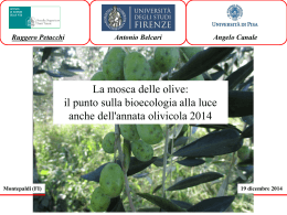 Slides "Bioecologia della mosca delle olive"