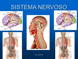 SISTEMA NERVOSO