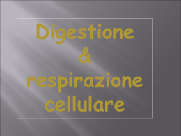 digestione e respirazione cellulare