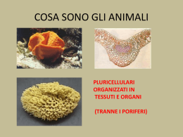 invertebrati - Collegio San Giuseppe De Merode