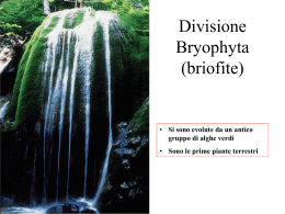 Piante non vascolari Divisione Bryophyta (Briofite)