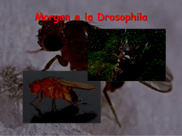 Morgan e la Drosophila