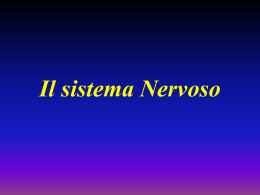 Il sistema Nervoso