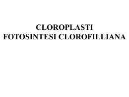 U Fotosintesi Clorof