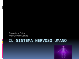 il Sistema Nervoso Umano - IIS CESTARI