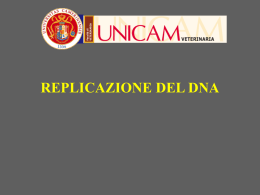DNA_replicazioneBatteri