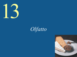 Olfatto