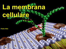 membrana cellulare
