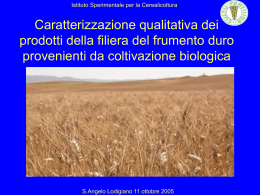 Cerealicoltura Biologica: interventi agrotecnici e genetici per il