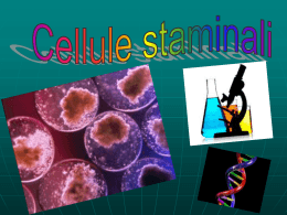 Le cellule staminali sono cellule primitive, ossia non