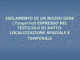 ISOLAMENTO DI UN NUOVO GENE (Tangerina