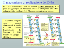 Meccanismo di replicazione del DNA