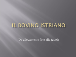IL BOVINO ISTRIANO