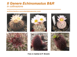 Il Genere Echinomastus