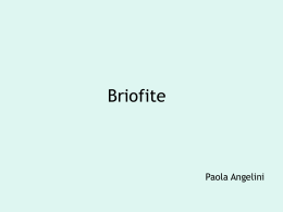 Briofite