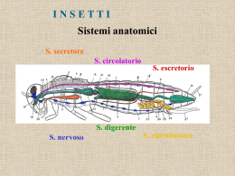 Sistemi anatomici - IIS Duca degli Abruzzi Padova
