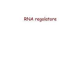 Lez_25_tRNA_mRNA