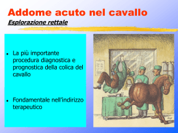 Addome acuto nel cavallo