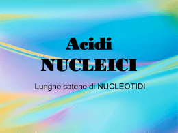 Acidi NUCLEICI - Matteo Cattadori
