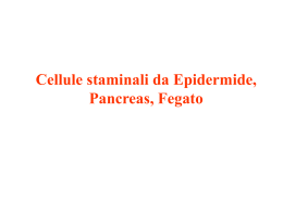 Epidermis, pancreas, liver stem cells