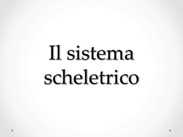 Il sistema scheletrico - Liceo Statale Aprosio