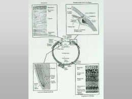 TOSSICOLOGIA OCULARE