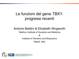 TBX1 - Associazione Italiana Delezione Cromosoma 22