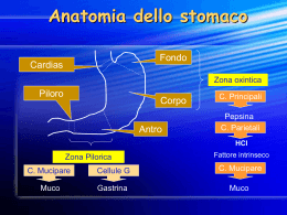 Adenocarcinoma Gastrico