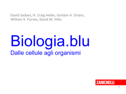 Mitosi - IIS Cartesio Luxemburg