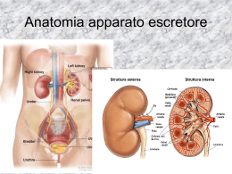 apparato escretore