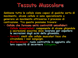 12) Tessuto Muscolare - il sito del Sommo Fabio