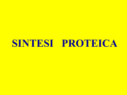 sintesi_proteica