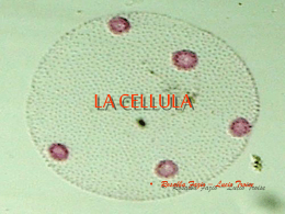 La cellula
