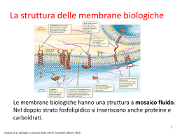 Membrana cell