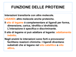 2b-Funzione-Proteine..