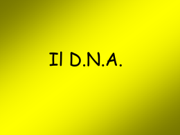 DNA - IC camaiore 3
