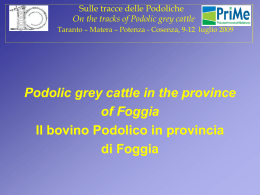 On the tracks of Podolic grey cattle