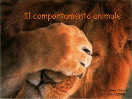 Il comportamento animale