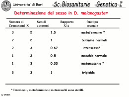 Determinazione del sesso in D. melanogaster rapporto X/A