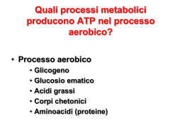 Quali processi metabolici producono ATP nel