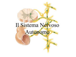 10 Sistema nervoso autonomo